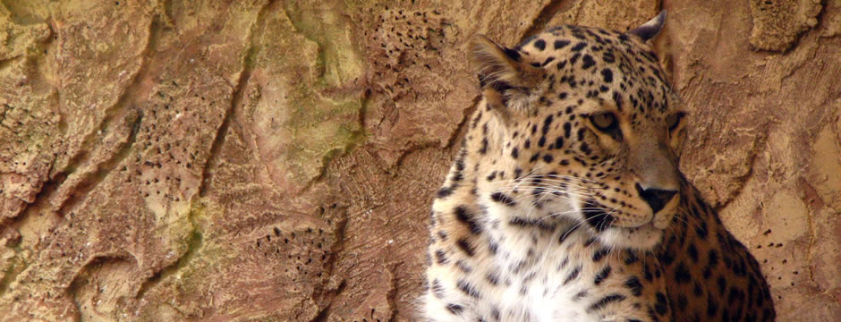 在哪充值安全的ddos网页版